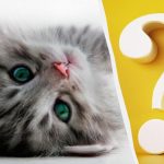 Csak a magas IQ-val rendelkezők vesznek észre egy macskát az