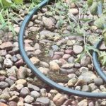 Érdekes IQ teszt: próbáld meg megtalálni az elrejtett békát mindössze