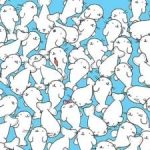 Rejtvény látássérülteknek: 11 másodperc alatt találd meg a mályvacukrot a fókák között! Rejtvény látássérülteknek: 11 másodperc alatt találd meg a mályvacukrot a