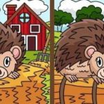 Szuper IQ teszt: találj 3 különbséget a süni képeken 25